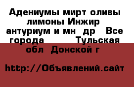 Адениумы,мирт,оливы,лимоны,Инжир, антуриум и мн .др - Все города  »    . Тульская обл.,Донской г.